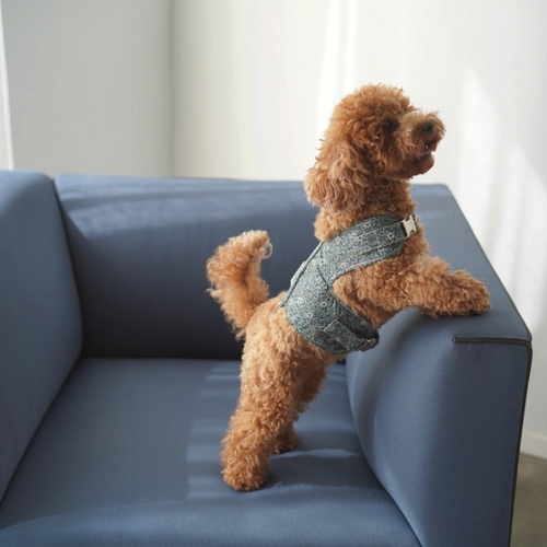 Arnés chaleco Paris de BIMBAS BRAND con estampado floral azul, malla transpirable y cierres metálicos en un caniche