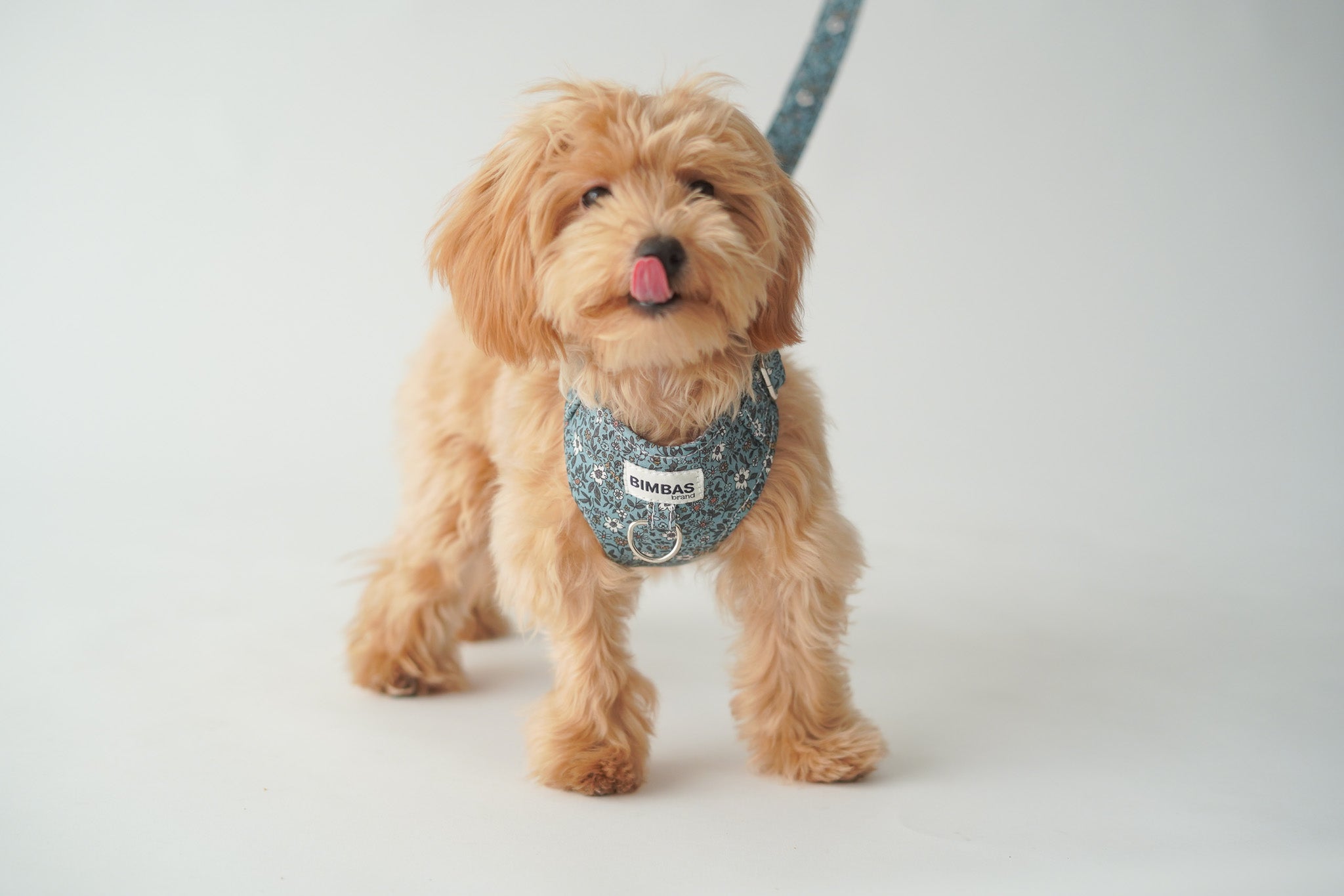 ARNÉS PARA PERROS PARIS