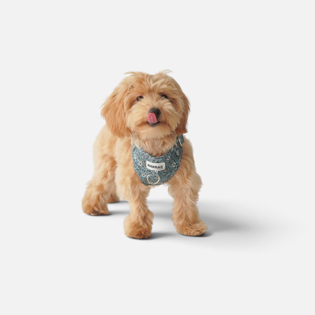 Perro pequeño con arnés BIMBAS BRAND de algodón azul con estampado floral y malla transpirable sobre fondo blanco