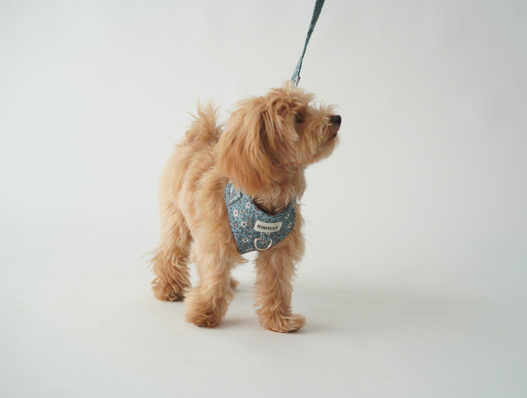 ARNÉS PARA PERROS PARIS