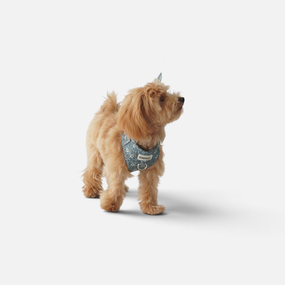 Perro pequeño con arnés BIMBAS BRAND azul estampado floral de algodón y correa a juego sobre fondo blanco