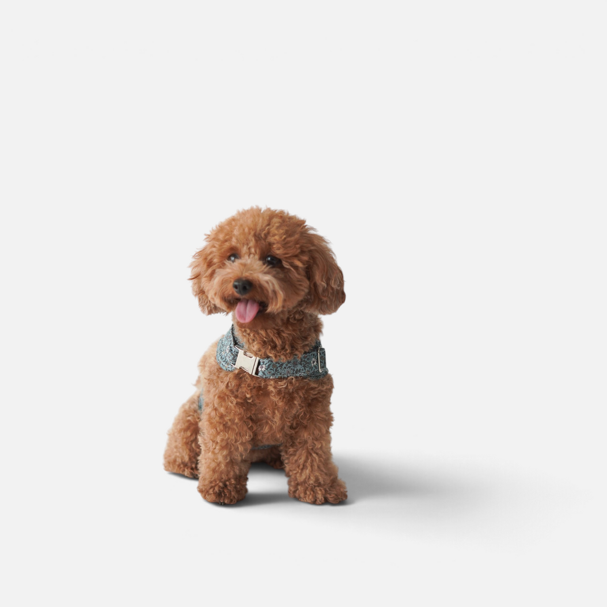 Arnés chaleco Paris de BIMBAS BRAND con estampado floral azul, malla transpirable y cierres metálicos en un caniche