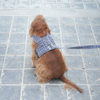 ARNÉS PARA PERROS FALLAS