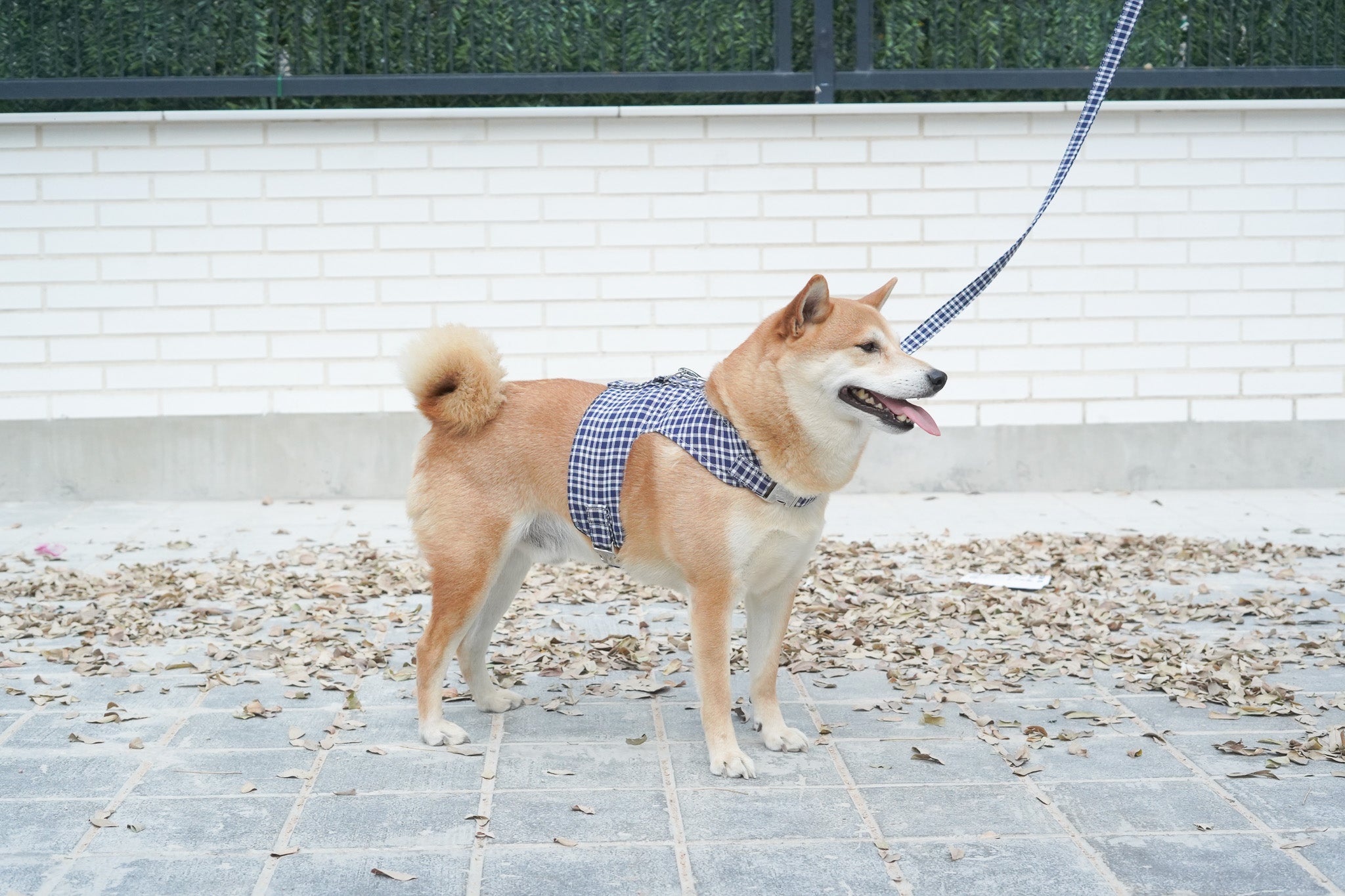 ARNÉS PARA PERROS FALLAS