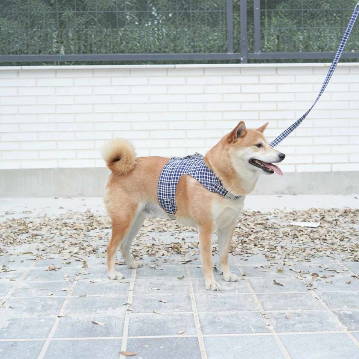 Perro Shiba Inu con arnés chaleco BIMBAS BRAND de tela tradicional de Fallas azul y blanca con malla transpirable