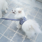 Perro blanco con arnés chaleco BIMBAS BRAND de tela de cuadros azul y blanco y correa a juego en paseo
