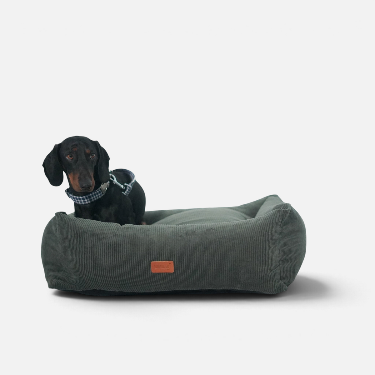 Perro salchicha sentado en una cama para perros BIMBAS BRAND de pana verde, desenfundable y con diseño artesanal.
