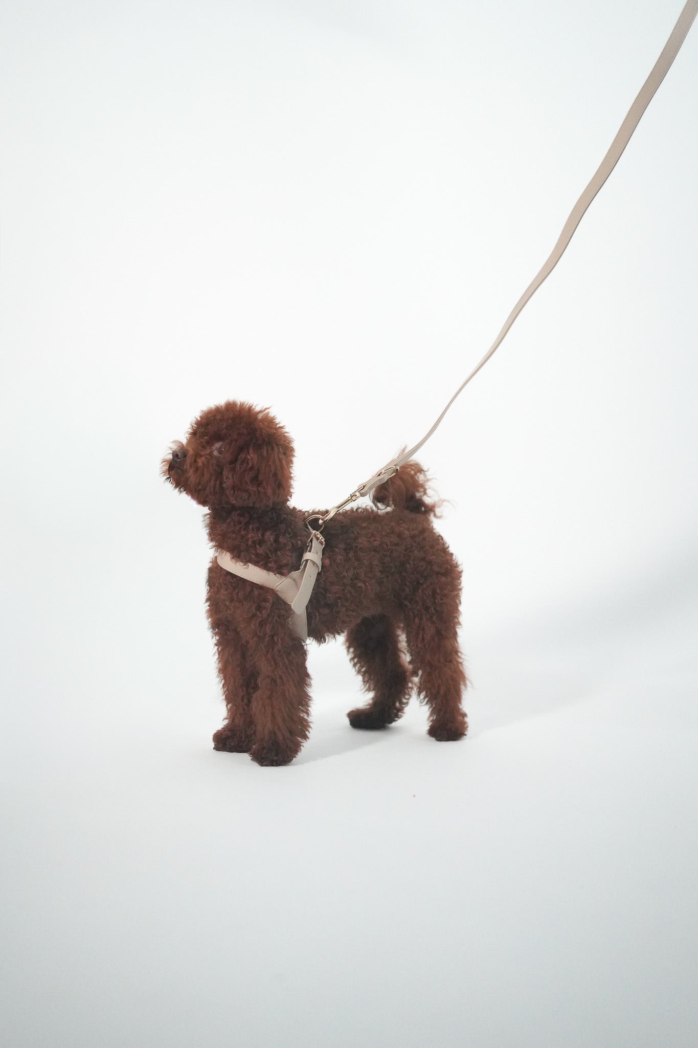 Arnés piel perros beige