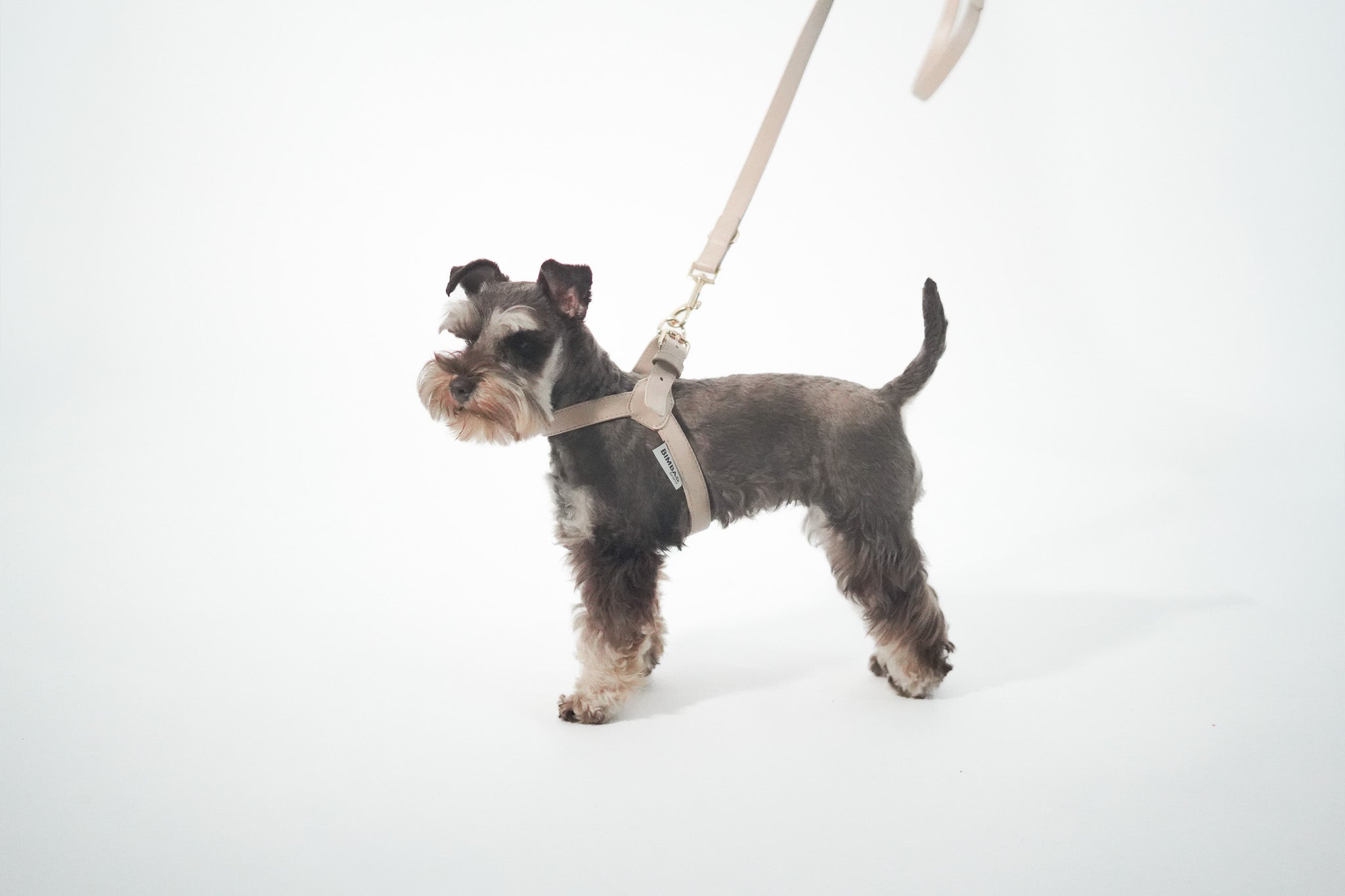 Arnés piel perros beige