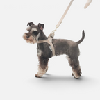 Perro Schnauzer con arnés de piel sintética beige de BIMBAS BRAND y correa a juego sobre fondo blanco