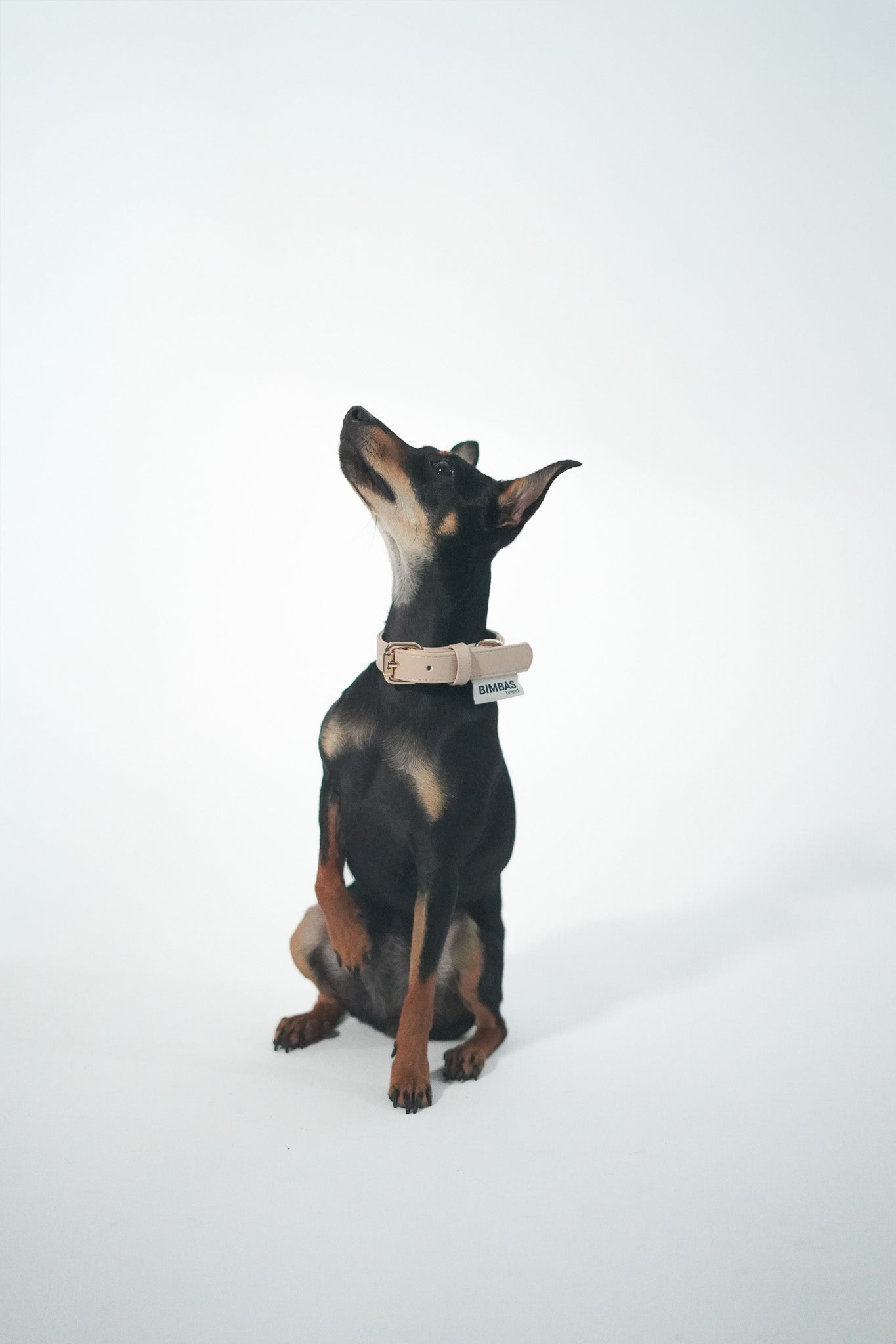 Collar piel perros beige