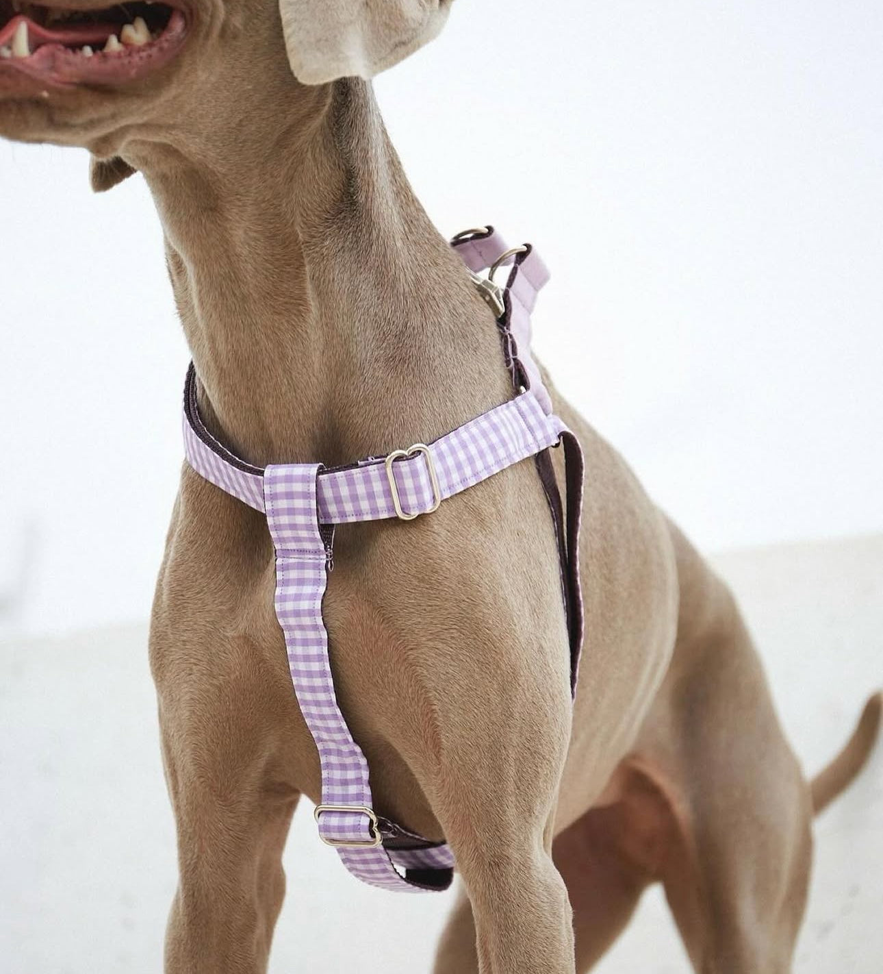 Arnés para perros de pecho Vichy Lila