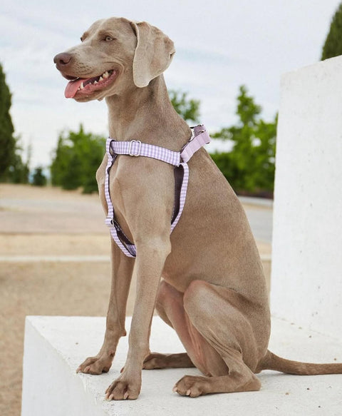 Arnés para perros de pecho Vichy Lila