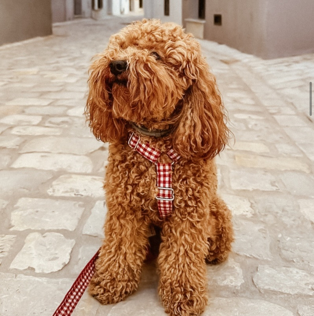 ARNÉS EN H VICHY GRANATE