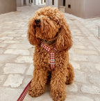 ARNÉS EN H VICHY GRANATE