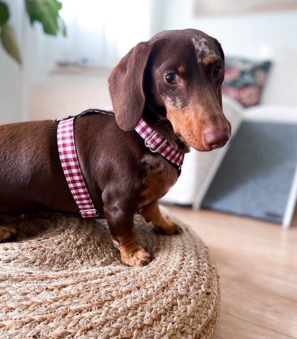 ARNÉS EN H VICHY GRANATE