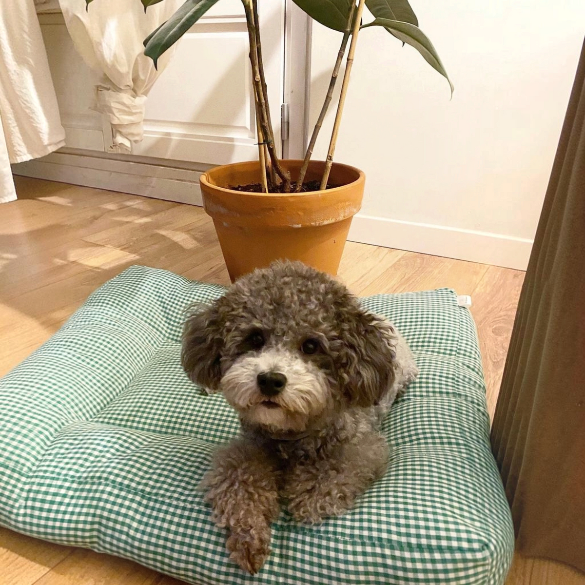 Cama para perros reversible Vichy verde