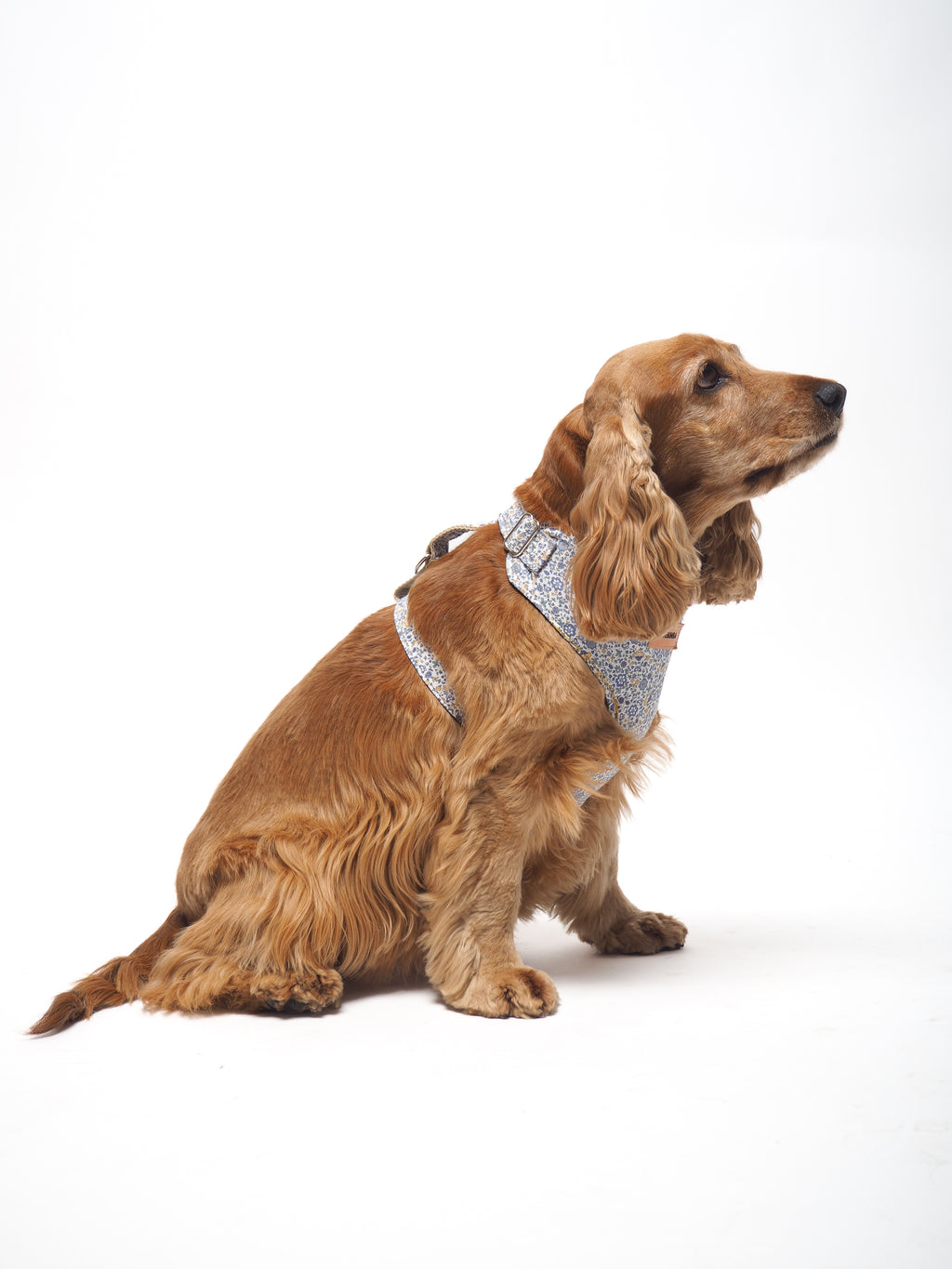 ARNÉS PARA PERROS CAPRI