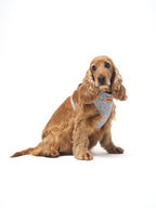 ARNÉS PARA PERROS CAPRI