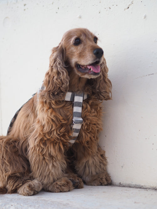 ARNÉS EN Y BLACK STRIPES