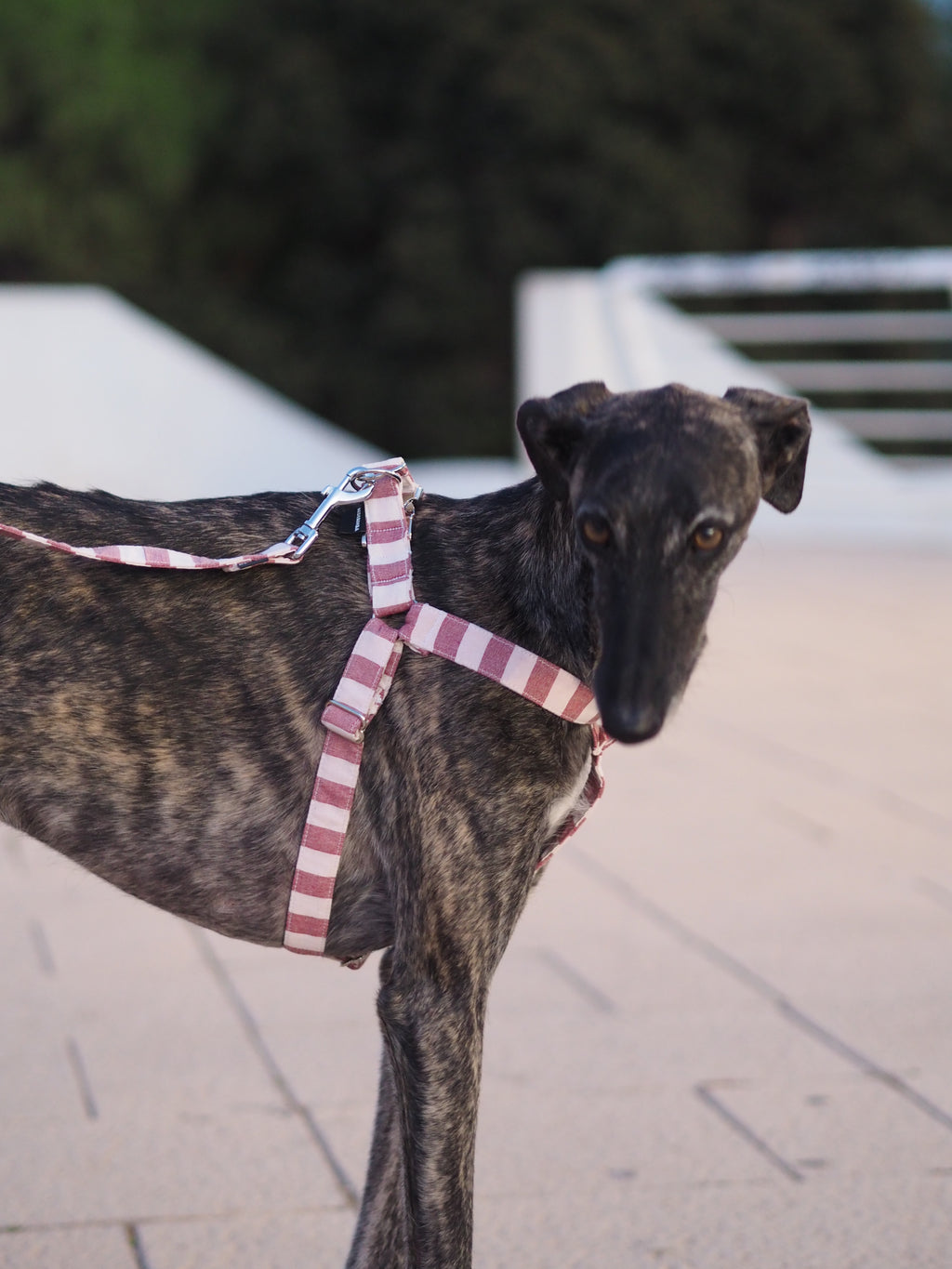 ARNÉS EN Y RED STRIPES