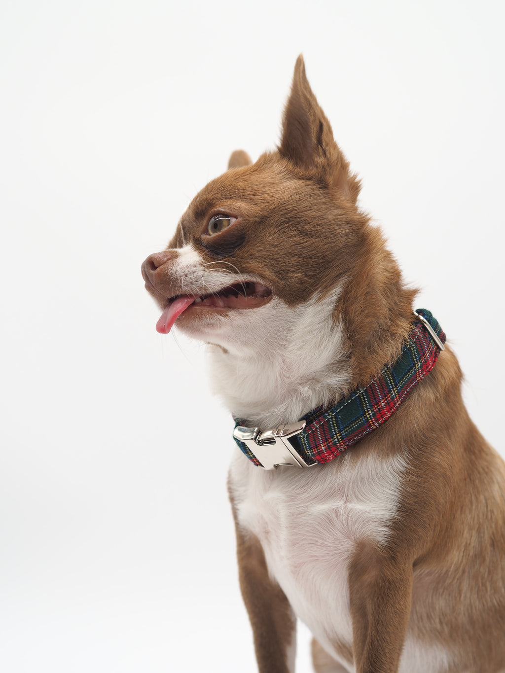 COLLAR PARA PERROS SCOTLAND