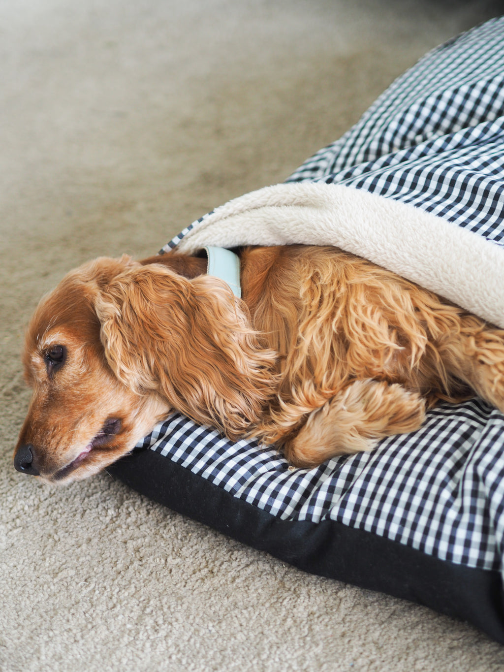 CAMA PARA PERROS DESENFUNDABLE CON MANTA