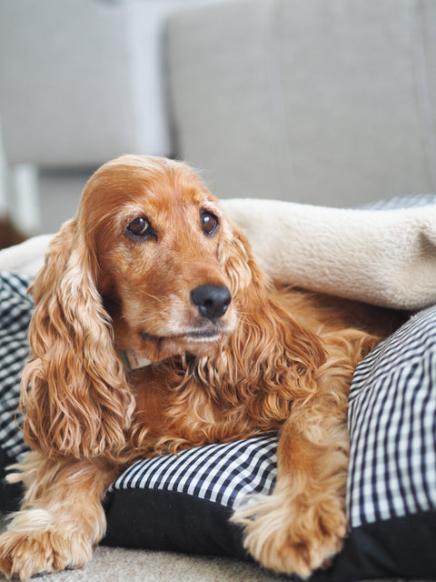 Cama para perros con manta