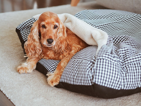 Cama para perros con manta