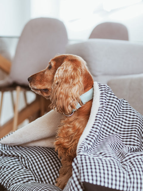 Cama para perros con manta