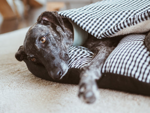 Cama para perros con manta