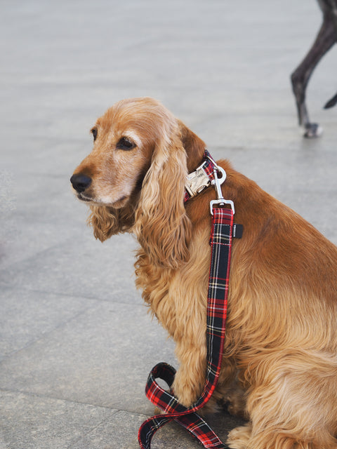 Collar para perros Viena