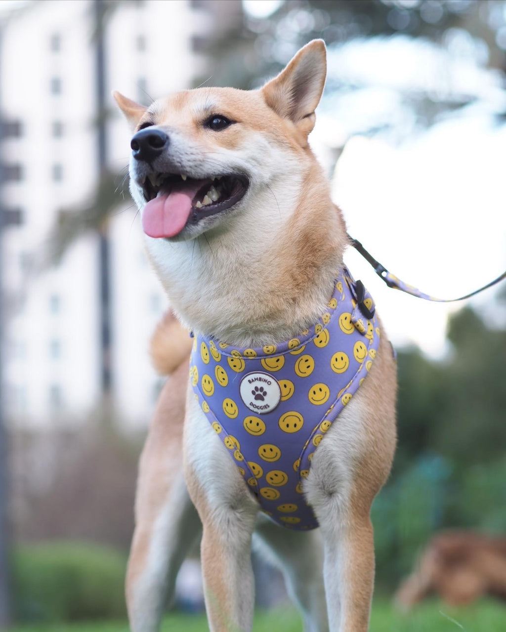 Arnés ajustable Smile - BAMBINO DOGGIES