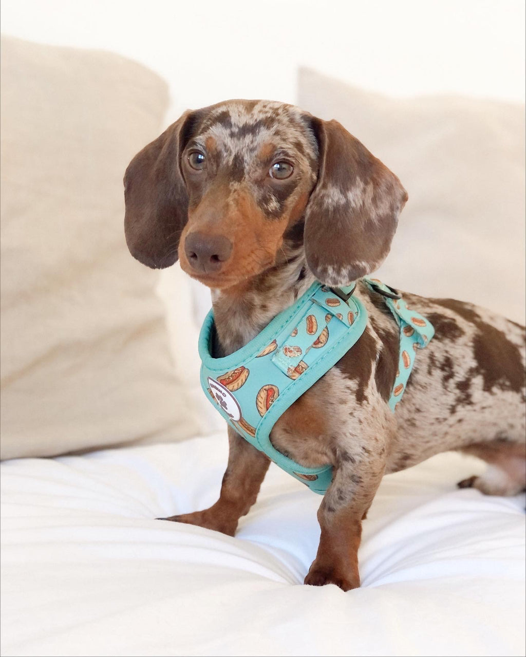 Arnés ajustable Hot Dog - BAMBINO DOGGIES