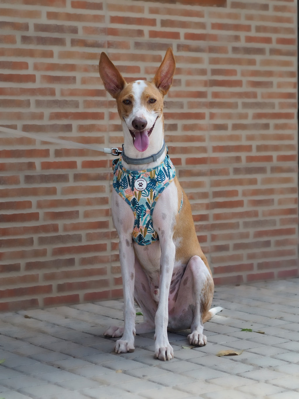 Arnés ajustable Nature - BAMBINO DOGGIES