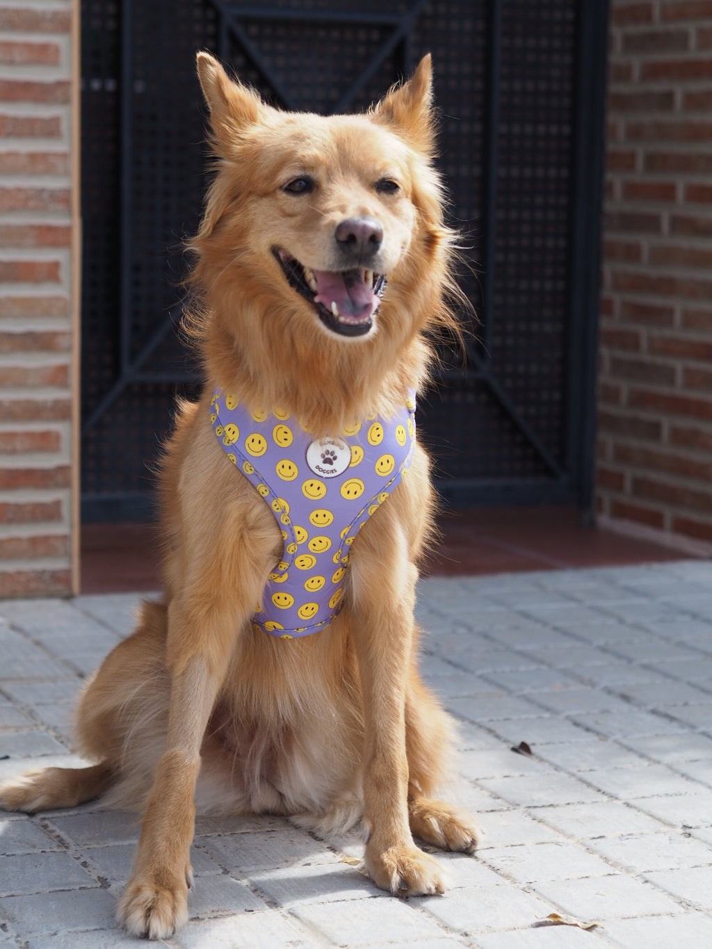 Arnés ajustable Smile - BAMBINO DOGGIES