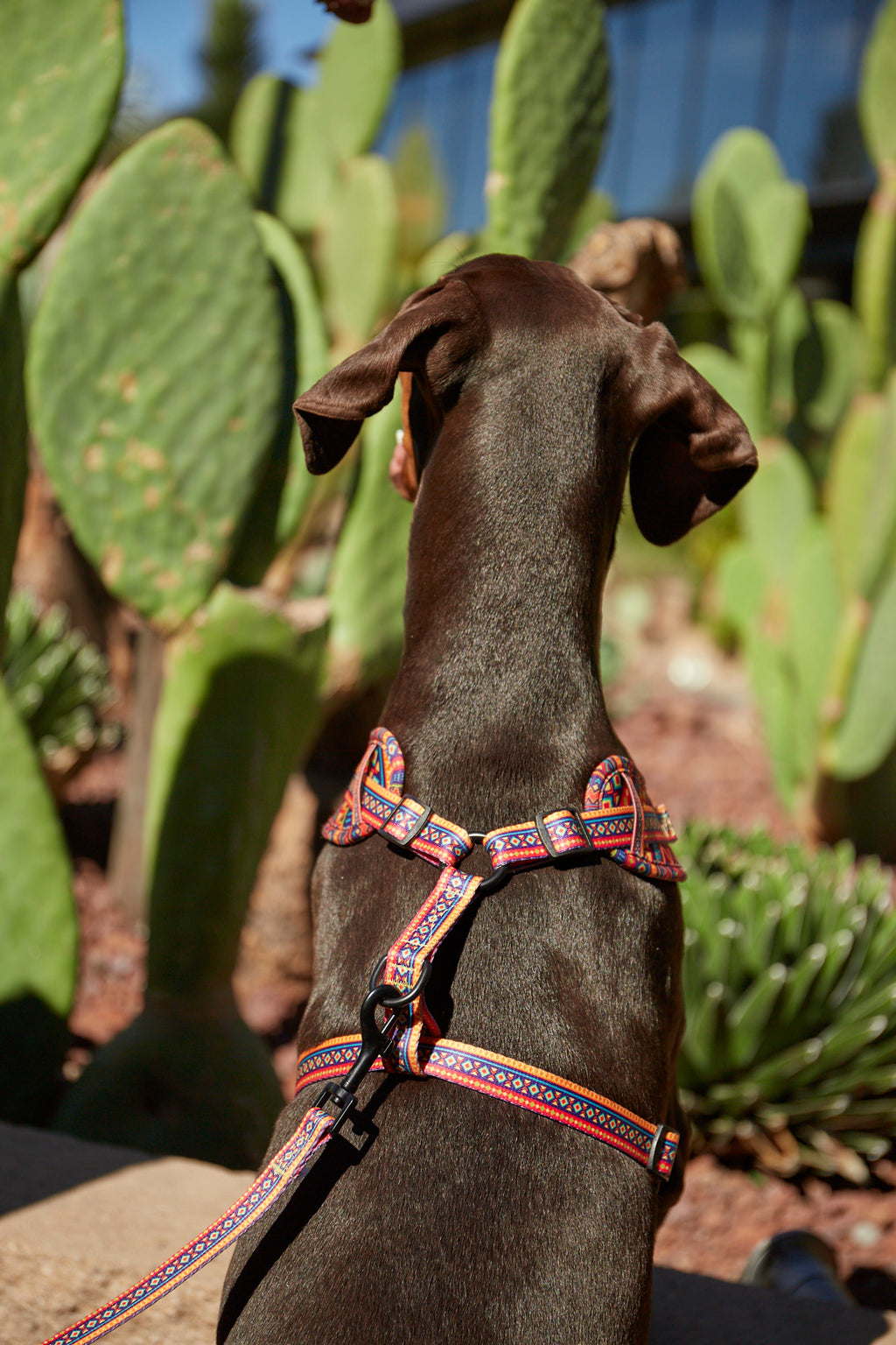 Arnés ajustable Etnic - BAMBINO DOGGIES