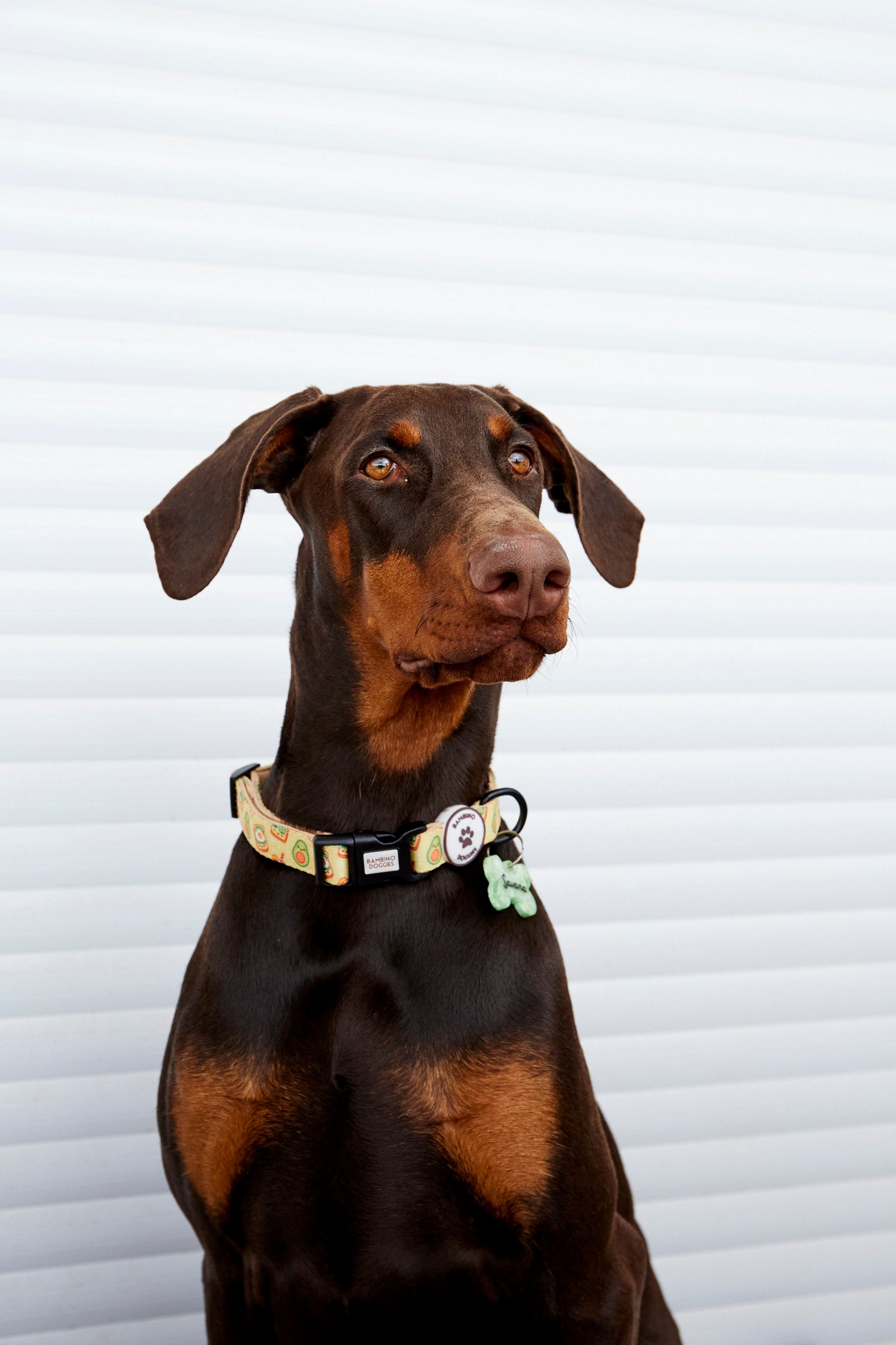 Collar Breakfast - BAMBINO DOGGIES