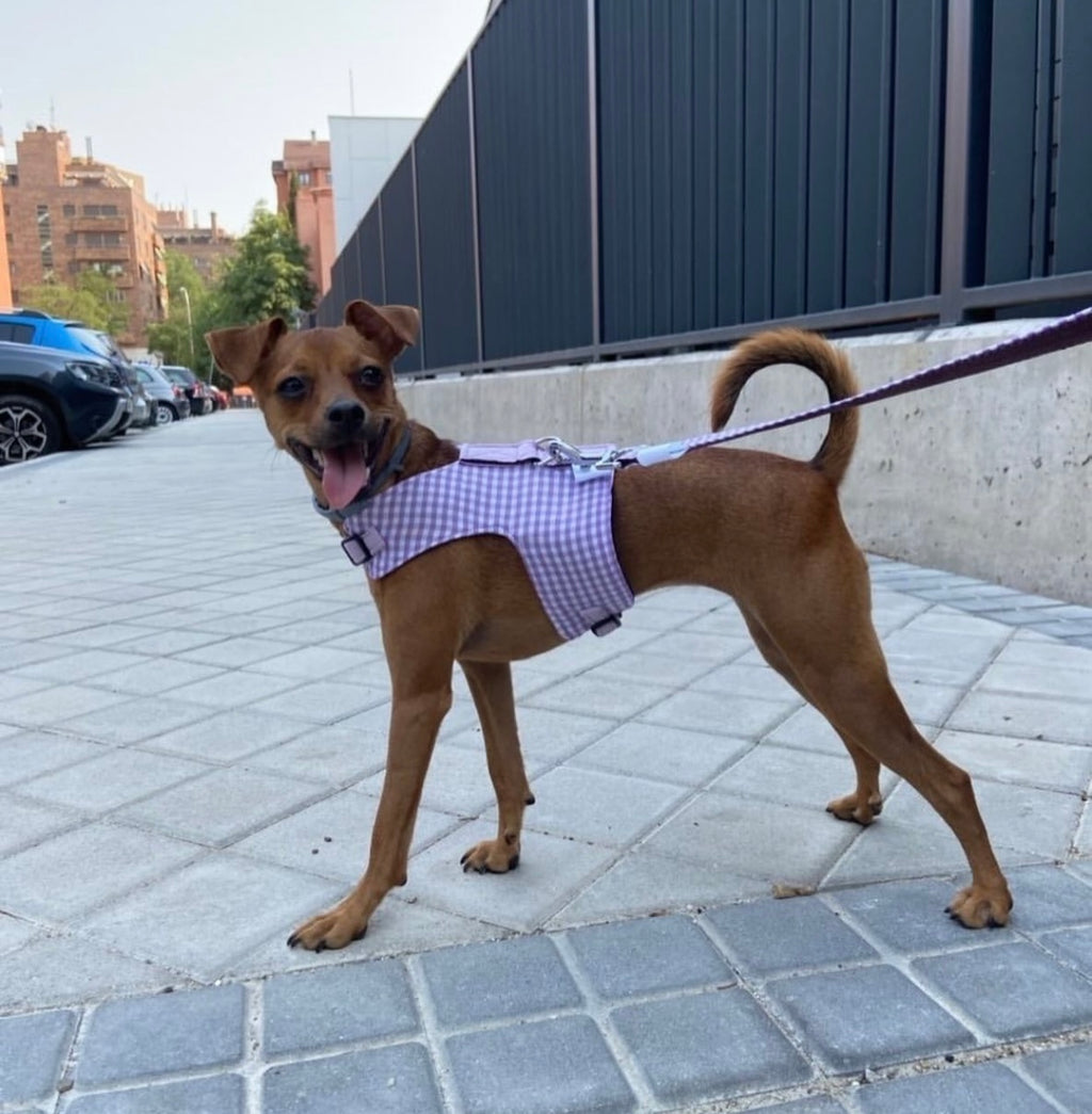 ARNÉS CHALECO VICHY LILA