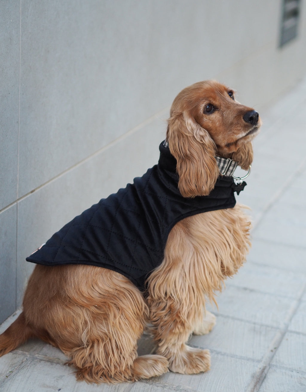ABRIGO PARA PERROS NEGRO