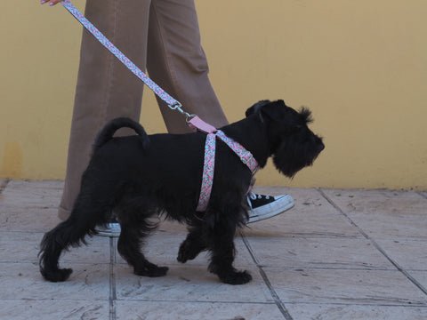 Arnés para perros de pecho Julia